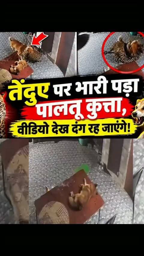 रुद्रप्रयाग में घर के आंगन में घुसा तेंदुआ, पालतू कुत्ते ने किया जोरदार मुकाबला—VIDEO वायरल
रुद्रप्रयाग: उत्तराखंड के रुद्रप्रयाग जिले से एक हैरान कर देने वाला मामला सामने आया है, जहां एक तेंदुआ शिकार की तलाश में रिहायशी इलाके में पहुंच गया। तेंदुआ एक घर के आंगन में घुसा और वहां सो रहे पालतू कुत्ते पर अचानक हमला कर दिया। इस पूरी घटना का वीडियो सामने आने के बाद इलाके में दहशत का माहौल है।
जानकारी के मुताबिक, घटना मंगलवार देर रात विकास भवन कार्यालय के पास स्थित एक घर में हुई। रात के अंधेरे में तेंदुआ दबे पांव घर के आंगन में दाखिल हुआ और पालतू कुत्ते को अपना निशाना बनाने की कोशिश की। तेंदुए के अचानक हमले से कुत्ता कुछ पल के लिए चौंका, लेकिन इसके बाद उसने हिम्मत नहीं हारी और शिकारी के सामने डटकर खड़ा हो गया।
घर के दरवाजे के पास तेंदुए और कुत्ते के बीच काफी देर तक संघर्ष हुआ। आकार और ताकत में तेंदुआ भारी होने के बावजूद कुत्ते ने लगातार उसका मुक�