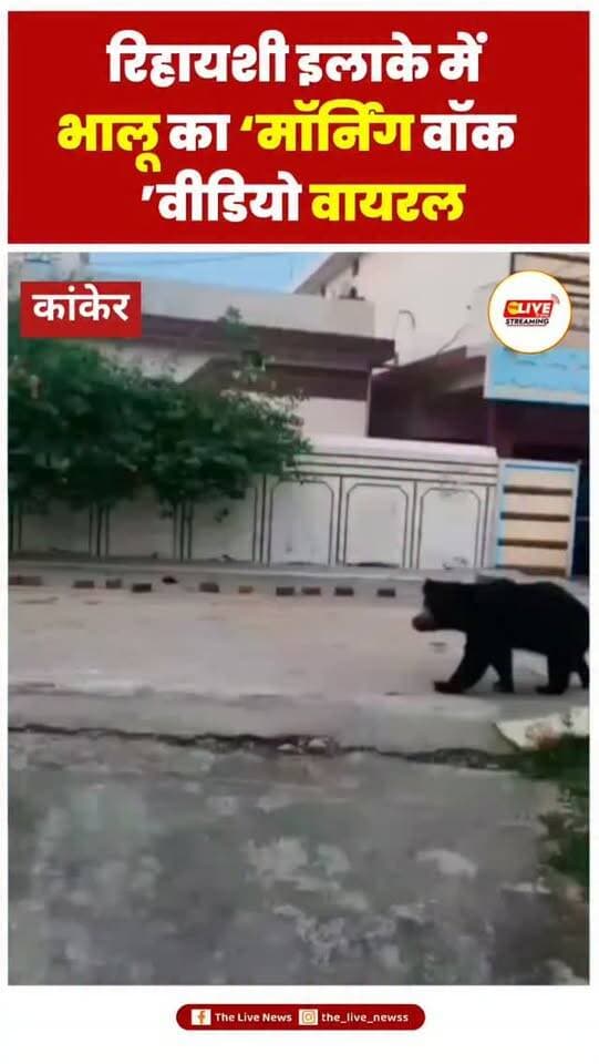 कांकेर। शहर के उदयनगर वार्ड में भालू की लगातार मौजूदगी से लोगों में दहशत का माहौल बना हुआ है। इन दिनों भालू के मॉर्निंग वॉक करते हुए वीडियो सोशल मीडिया पर वायरल हो रहा है।
बताया जा रहा है कि भालू आए दिन रिहायशी इलाकों में पहुंच रहा है। वक्त-बेवक्त वार्ड में भालू की मौजूदगी लोगों के लिए चिंता और भय का कारण बनती जा रही है। रात के साथ अब दिन में भी भालू नजर आने से रहवासियों में दहशत बनी हुई है।
हालांकि, वन विभाग द्वारा लगातार लोगों को जागरूक किया जा रहा है और रिहायशी इलाकों में भालू के विचरण की जानकारी साझा करते हुए लोगों से सतर्क रहने की अपील की जा रही है। विभाग की ओर से लोगों को भालू से दूरी बनाए रखने और उसके करीब नहीं जाने की सलाह दी जा रही है।
#thelivenews #reels #shorts #bhalu #viralreels