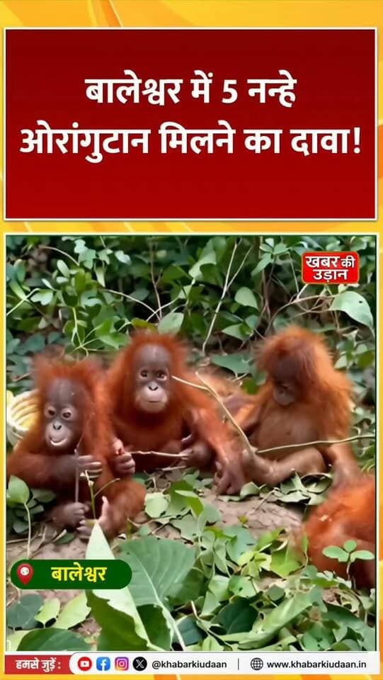 बालेश्वर में 5 नन्हे ओरांगुटान मिलने का दावा! 😱 आखिर बोर्नियो-सुमात्रा के ये दुर्लभ जीव ओडिशा कैसे पहुंचे? तस्करी का शक गहराया! 🦧🌳
#Odisha #Balasore #Orangutan #WildlifeTrafficking #viralnews