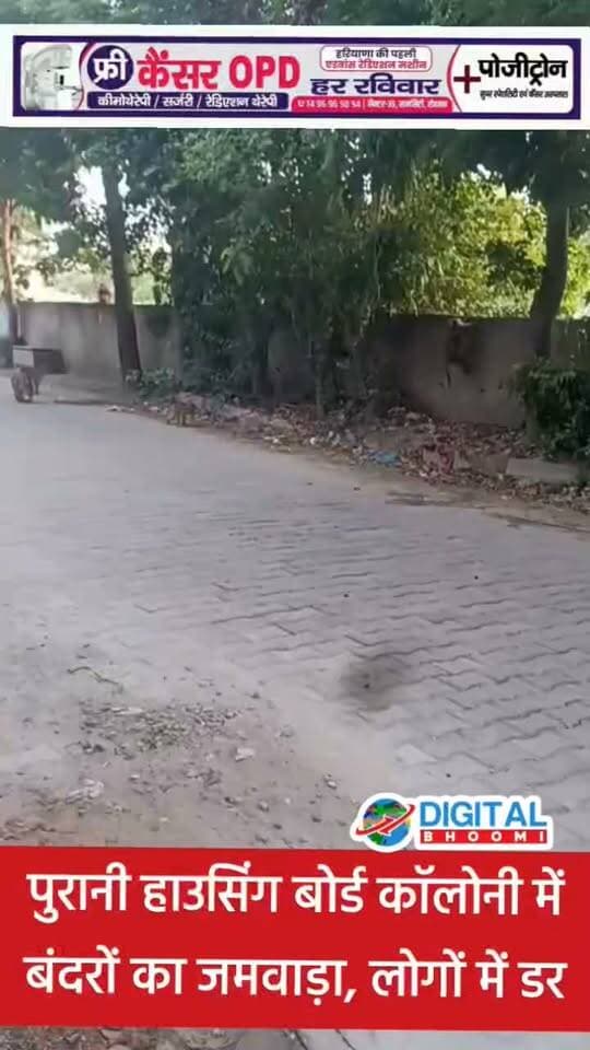 रोहतक की पुरानी हाउसिंग बोर्ड कॉलोनी में बंदरों का जमवाड़ा, लोगों में डर; नगर निगम से पकड़ने की मांग