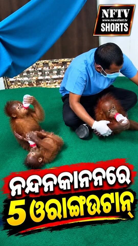 ନନ୍ଦନକାନନରେ ୫ ଓରାଙ୍ଗଉଟାନ୍
#Nandankanan #Orangutan #Odisha #Bhubaneswar #Wildlife #AnimalNews #NandankananZoologicalPark #OdishaNews #WildlifeOdisha #NFTV #BreakingNews