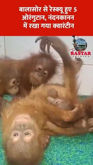 बालासोर से रेस्क्यू हुए 5 ओरंगुटान, नंदनकानन में रखा गया क्वारंटीन