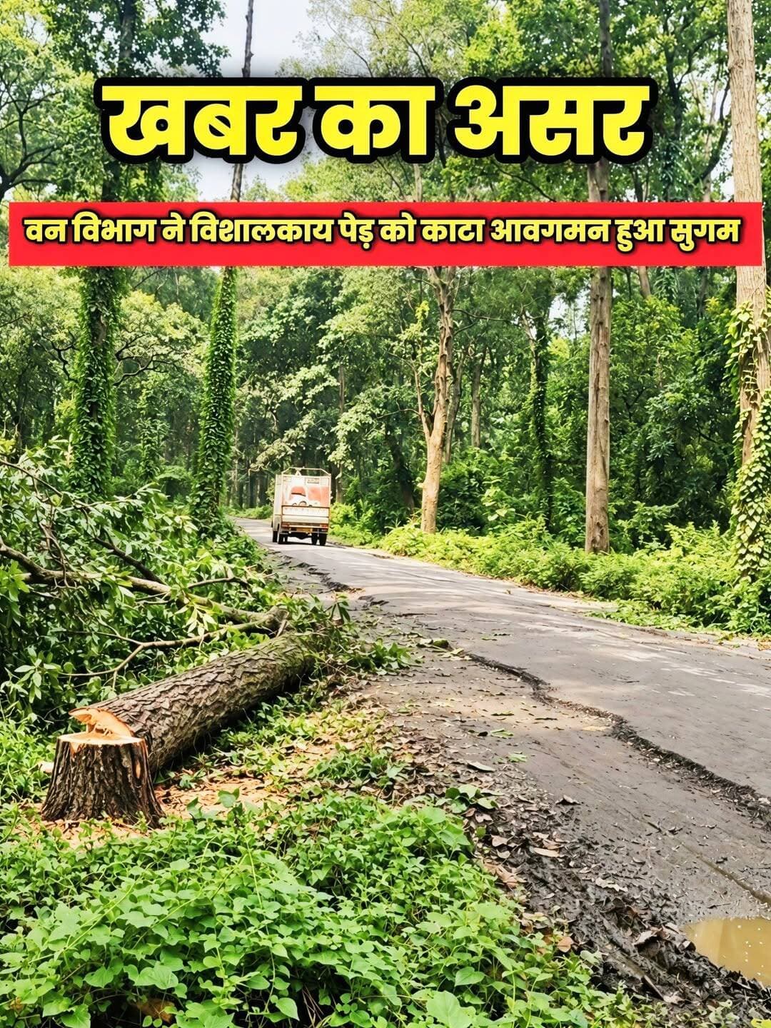 खबर के बाद जगा वन विभाग ,विशालकाय पेड़ को काटा आवगमन हुआ सुगम ।