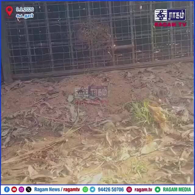 புலிக்காக வைக்கப்பட்ட கூண்டில் சிறுத்தை சிக்கியது – ஓ வேலி பகுதியில் பரபரப்பு | #RAGAMNEWS