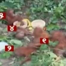 ନନ୍ଦନକାନନରେ ୫ ଓରାଙ୍ଗଉଟାନ୍!