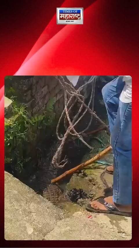 उत्तर प्रदेशातील बिजनौरमध्ये लोकवस्तीतील नाल्यात मगर आढळल्याने नागरिकांमध्ये खळबळ उडाली. मगर पकडण्यासाठी आलेल्या रेस्क्यू टीमने मोठ्या शिताफीने तिची सुटका केली.
#Bijnor#CrocodileRescue#Crocodile#RescueOperation#ViralNews