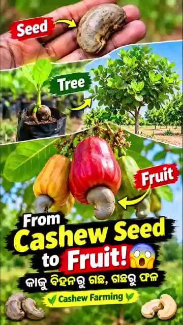 🔥🌱 From Cashew Seed to Fruit! 😱 | କାଜୁ ବିହନରୁ ଗଛ, ଗଛରୁ ଫଳ | Cashew Farming #business #farming