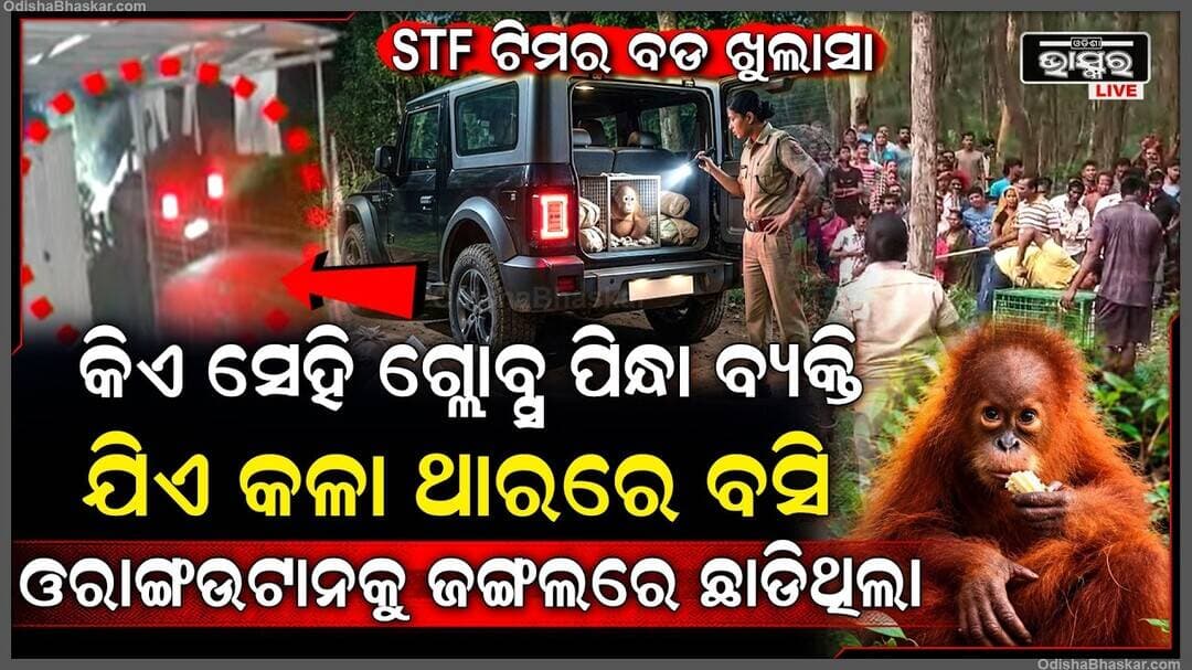 ଜଣାପଡିଗଲା ସବୁ ସତ, କେମିତି ବାଲେଶ୍ୱରକୁ ଆସିଲେ ୫ ଓରାଙ୍ଗଉଟାନ ଏହି କଳା ଥାର ଫିଟେଇବ ଏବେ ସବୁ ଗୁମର