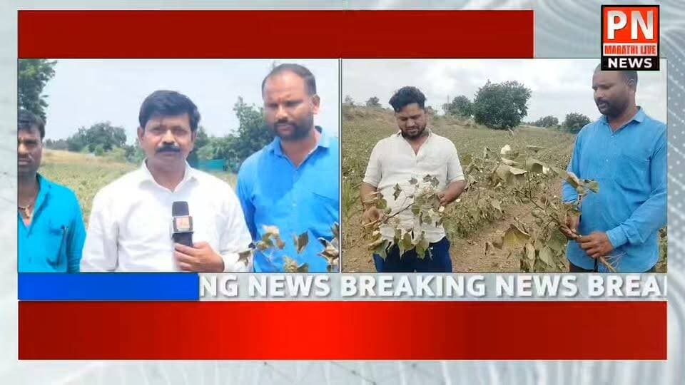 पावसा अभावी शेतातील सोयाबीन कापूस पिके करपली...
ऐन सणाच्या मुहूर्तावर पाऊस गायब..
पाऊस भूर...शेतकरी चिंताचुर..