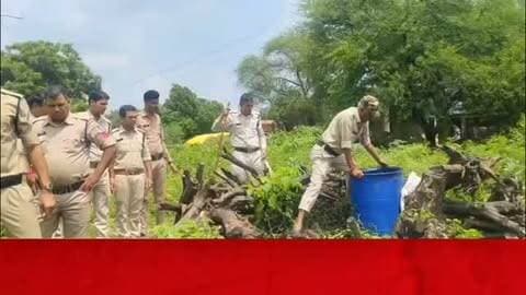 शाजापुर में कंजर डेरों से 2400KG महुआ लाहन जब्त,निपानिया और टिगरिया में पुलिस-आबकारी की दबिश, तीन केस दर्ज