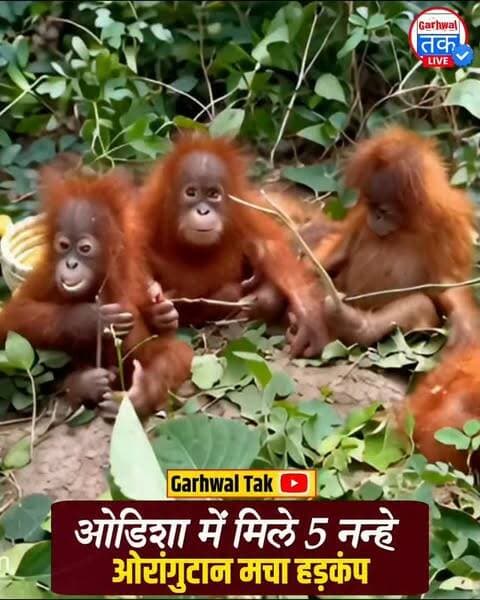 5 ओरांगुटान मिलने से सनसनी, हजारों KM दूर से कैसे पहुंचे?