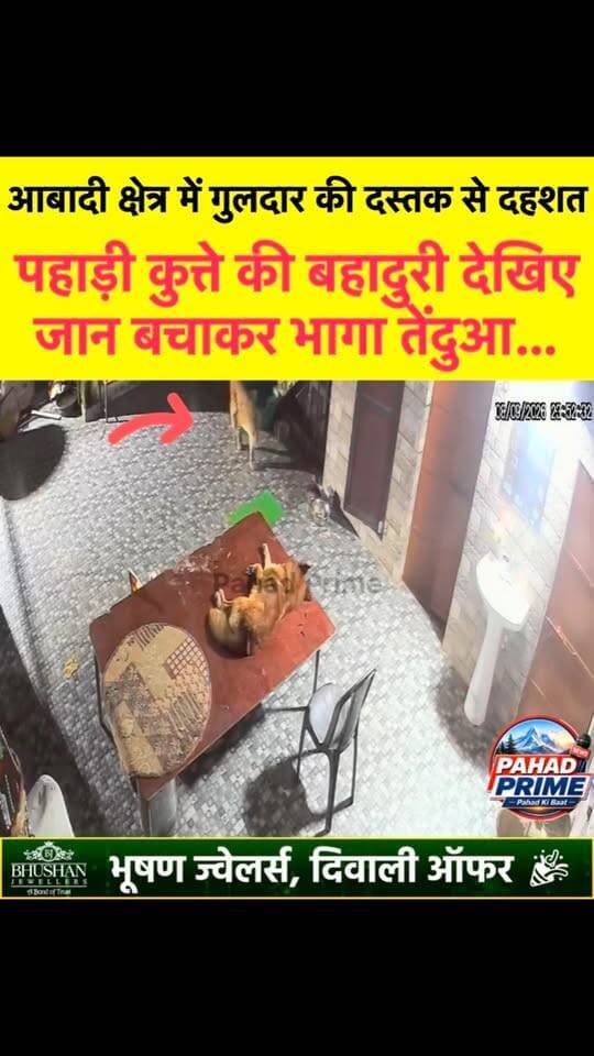 पहाड़ी कुत्ते की बहादुरी देखिए, जान बचाकर भागा तेंदुआ, आबादी क्षेत्र में गुलदार की दस्तक से दहशत…