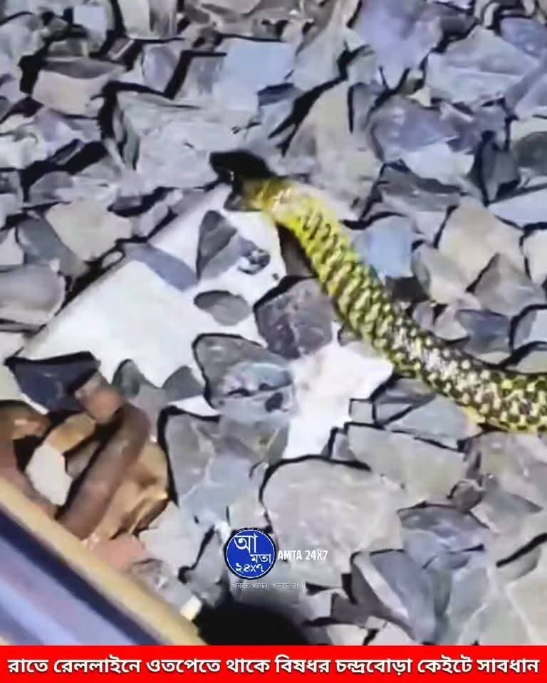 রাতের অন্ধকারে রেললাইন ধরে হাটার সময় সাবধান | দেখুন কীভাবে রাতে রেললাইন ধরে যাচ্ছে সাপটি | #snake #latest #foruyou #village #সাপ