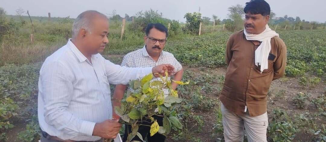खरीफ फसलों में बेहतर उत्पादन हेतु करें पौषण प्रबंधन
..
कृषि विभाग विदिशा द्वारा गठित तकनीकी दल द्वारा विकासखंड विदिशा के ग्राम गुरारिया हवेली में दिनांक 07.09.2026 को सोयाबीन एवं उड़द की फसल में पीला मोजेक एवं कीट व्याधि से ग्रसित फसल का निरीक्षण किया गया। जिसमें उपसंचालक कृषि श्री सचिन जैन एवं जिला सलाहकार डॉ. डीके तिवारी, कृषि विस्तासर अधिकारी श्री हेमंत गुप्ता द्वारा उक्त ग्राम के किसानों के खेतों में भ्रमण कर सोयाबीन एवं उड़द की फसल की स्थिति का अवलोकन किया गया।
उक्त दल ने कृषक श्री घनश्याम सिंह किरार, श्री रामेश्वर किरार,श्री कमलेश किरार,श्री चंद्रशेखर किरार आदि कृषकों के खेतों पर खड़ी सोयाबीन एवं उड़द फसल का निरीक्षण किया। उक्तग ग्राम के कृषकों को सोयाबीन उवं उड़द की फसल की अवस्था को देखते हुये 0:0:50 पौषण प्रबंधन के लिये 1 किलोग्राम प्रिति एकड़ की दर से 100 लीटर पानी में छिड़काव की सलाह दी गई।
उक्त कृषि दल द्वारा वर्त्तमान स्थिति देखते हुए किसानो को निम्न सलाह दी गयी -
रायजोक्टोनिया एरियल ब्लाइट रोग की शुरुआत पत्तियों पर पानी जैसे दाग़ के रूप मै दिखाई देती है, नियंत्रण नहीं करने पर पौधे पूर्णत: सुख जाते है, अतः रोग के लक्षण दिखाई देने पर सलाह है की तत्काल नियंत्रण हेतू अनुशंसित फफूँदनाशक फ्लूक्सापय्रोक्साड + पायरोक्लोस्ट्रोबीन (300 मिली / हे ) या पायरोक्लोस्ट्रोबीन एपोक्कोसीकोनाजोल + (750 मिली / हे )का अपने फसल पर छिड़काव करें।
पीला मोजेक /सोयाबीन मोज़ेक रोग के लक्षण (पत्तियों पर चितकबरापन पत्तियों मै कुरकुरापन होना ) दिखने पर प्रारंभिक अवस्था मै ही रोगग्रस्त पौधों को खेत मै उखाड़कर निष्कासित करे तथा इन रोगों को फैलाने वाले वाहक सफ़ेद मक्खी /एफीड की रोकथाम हेतू थायोमिथो क्सम + लेंबड़ा सायहेलोथरीन (125मिली /हे )या बीटासिफ़्लूथरीन (350मिली /हे ) या इसिटेमिप्रिड 25%+बायफ़ेंथरीन 25 % WG (250gm/हे ) का छिड़काव करे. इनके छिड़काव से तना मक्खी का भी नियंत्रण किया जा सकता है, यह भी सलाह है की सफ़ेद मक्खी के नियंत्रण हेतू कृषकगण अपने खेत मै विभिन्न स्थानों पर पीला स्ट्रीक ट्रैप लगाएं।
पत्ती खाने वाली तम्बाकू की इल्ली के नियंत्रण हेतू केंद्रीय कीटनाशक बोर्ड द्वारा क्लोर एनट्रानीलीपोल 18.5 एस. सी.(150 मिली /हे) सहित कई अन्य रासायनिक कीटनाशकों की अनुशंसा की है जिनमें से किसी एक का छिड़काव किया जाने की सलाह है जैसे स्पाइनोटेरम 11.7 एस. सी (450मिली /हे ) या इमामेक्टिन बेंजोएट 1.90
एंथ्रेक्नोज एक फफूद जनित रोग है जिसकी शुरुआत सोयाबीन की पत्तियों की निचली सतह पर सिरे काली हो जाती है उचित समय पर इसका हेतु कार्बेंडाजिम 12% + मेंकोजेब 63% डब्लूयु. पी (1.25kg /हे)
पत्ती खाने वाली सेमीलूपर इल्ली के नियंत्रण हेतु केंद्रीय कीटनाशक बोर्ड द्वारा क्लोरोएट्रे नीली पल 18.5 एक 150 मिली प्रति हेक्टेयर सहित अन्य कई कीटनाशकों को अनुशंसित किया गया है जैसे इमामैक्टिन बेंजोएट 01.90(425मिली /हे) या flubendiyamide 20 डब्ल्यू जी (250-300ग्राम /हे )। #vidisha #kisan