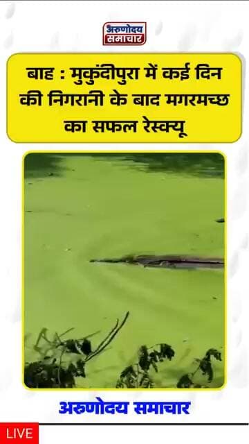 #आगरा : #बाह के #मुकुंदीपुरा में कई दिन की निगरानी के बाद वनविभाग ने #मगरमच्छ का सफल रेस्क्यू किया