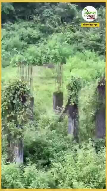 Leopard VS Gaur gava बिबट्याचा डाव फसला गवा रेडा अंगावर धावून जाताच पळाला #gaur #leopard #kokan