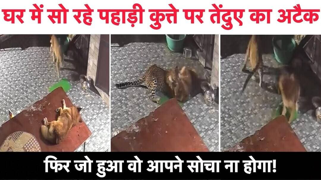Pahadi Dog की बहादुरी देखिए, जान बचाकर भागा Leopard , आबादी क्षेत्र में गुलदार की दस्तक