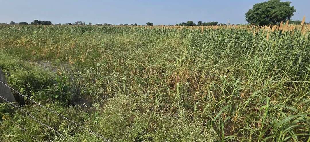 मुरैना में आई बाढ़ के बाद तबाही का मंजर, किसानों की फसलों को किया बर्बाद।