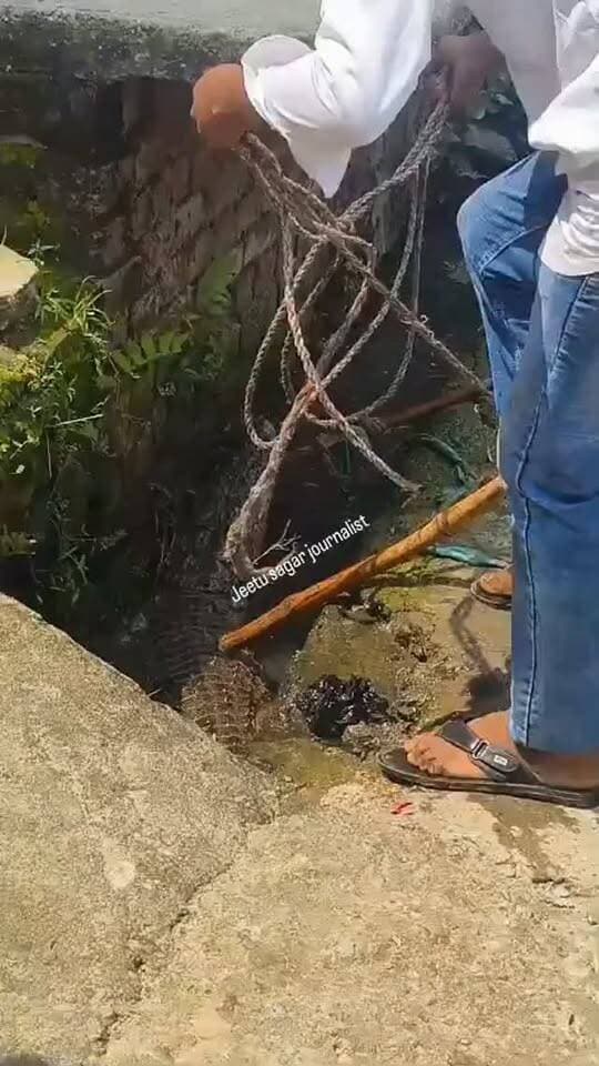 गांव में अचानक हुई मगरमच्छ की एंट्री, ग्रामीण बोले- भाई साहब! ये कौन सा मेहमान आ गया? गांव में पहुंच मगरमच्छ लोगों को हुई टेंशन, ग्रामीणों ने वन विभाग को कर दिया फोन। वन विभाग के अधिकारियों ने मगरमच्छ को कुछ ही देर में पकड़ लिया और फिर सुरक्षित जगह छोड़ दिया।
Sp Bijnor
@Uppolice
@UPPViralCheck