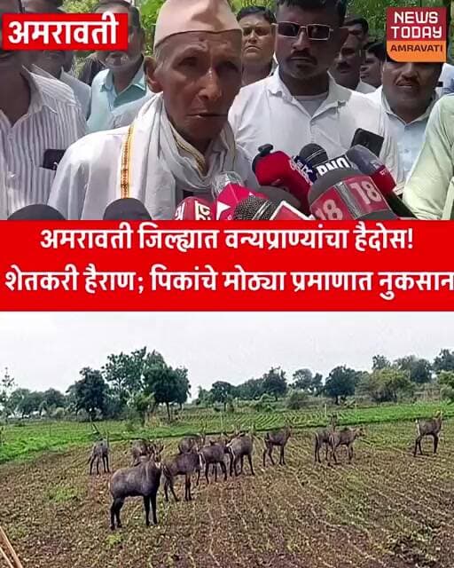 अमरावती जिल्ह्यात वन्यप्राण्यांचा हैदोस! शेतकरी हैराण; पिकांचे मोठ्या प्रमाणात नुकसान