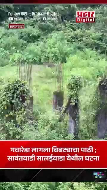 गवारेडा लागला बिबट्याचा पाठी ; सावंतवाडी सालईवाडा येथील घटना