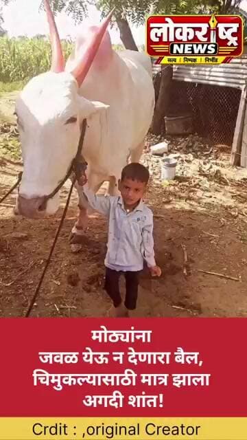 मोठ्यांना जवळ येऊ न देणारा बैल, चिमुकल्यासाठी मात्र झाला शांत! Viral Video