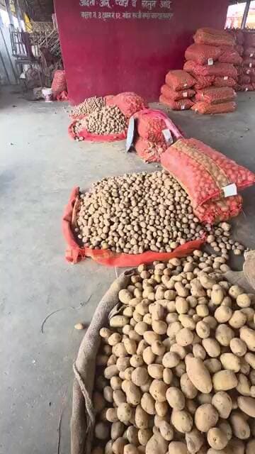 आज आलू के भाव मे हुआ 200 रूपए का बदलाव चकरपुर मंडी कानपुर से #aalukabhav