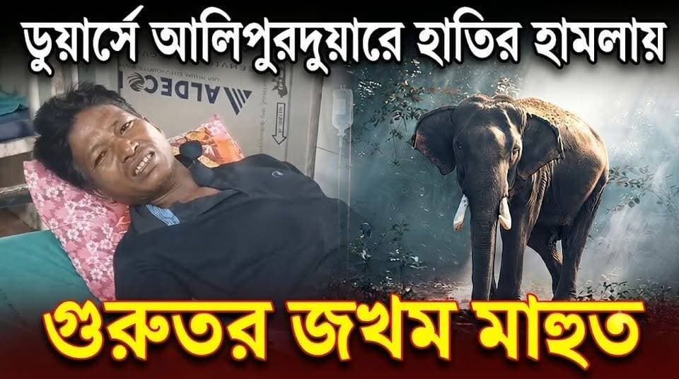 আলিপুরদুয়ারে হাতির আ*ক্রমণে জখম মাহুত, কোদাল বস্তির CC লাইন এলাকার ঘটনায় চাঞ্চল্য
#highlightseveryone #BTR #Alipurduar #viralpost