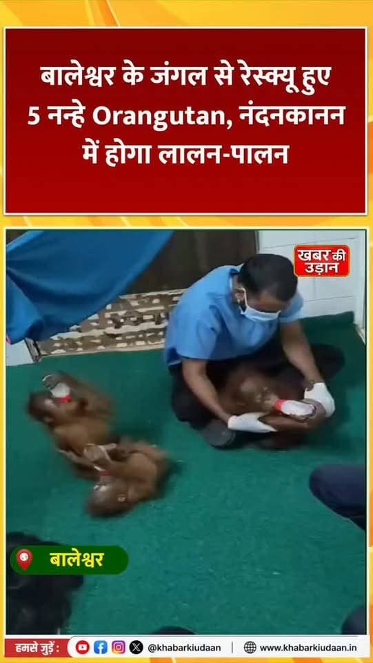 बालेश्वर के जंगल से रेस्क्यू हुए 5 नन्हे Orangutan 🦧❤️ अब नंदनकानन में होगा इनका लालन-पालन!
#Odisha #Orangutan #Nandankanan #WildlifeRescue #ViralNews