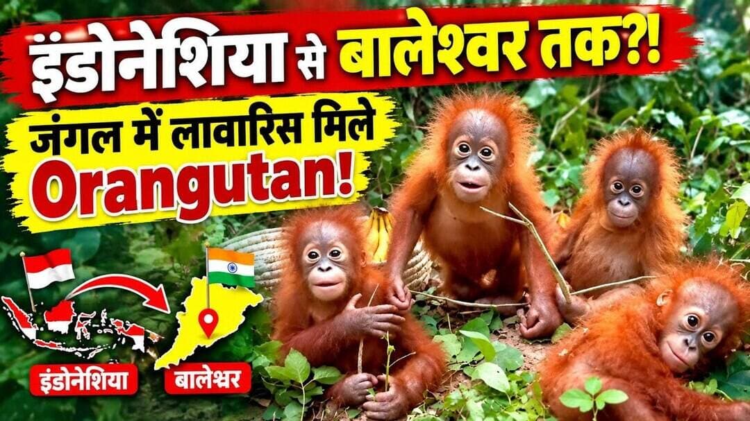 Odisha Forest Alert: बालेश्वर में मिले 5 नन्हे Orangutan, मचा हड़कंप!