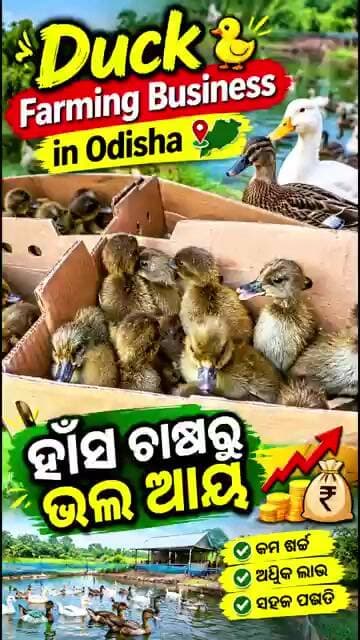 🔥🦆 ହାଁସ ଚାଷରୁ ଲକ୍ଷ ଲକ୍ଷ ଟଙ୍କା! 😱 | Duck Farming Business in Odisha