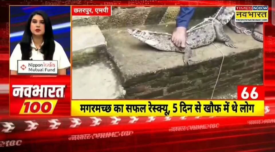 छतरपुर मगरमच्छ का वन विभाग की टीम ने किया सफल रेस्क्यू, गावँ में घुसने से ग्रामीणों में थी दहशत
हिमांशु अग्रवाल
Times now नवभारत
छतरपुर
