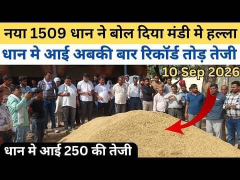 नया 1509 धान ने बोल दिया मंडी मे हल्ला | 1509 धान का भाव | Dhaan ka bhav #mandibhav