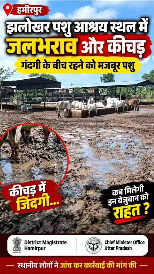 #हमीरपुर : झलोखर पशु आश्रय स्थल की बदहाल तस्वीरें सामने आईं 🐄
बारिश के बाद आश्रय स्थल में जलभराव और कीचड़ से हालात खराब हैं।
गंदगी और दलदल के बीच पशुओं को रहने पर मजबूर होना पड़ रहा है।
ग्रामीणों ने जांच कर जिम्मेदारों पर कार्रवाई और पशुओं को राहत दिलाने की मांग की है।
आखिर इन बेजुबानों की सुध कब ली जाएगी?
#Hamirpur #Jhalokhar #पशुआश्रयस्थल #गौशाला जलभराव कीचड़ अन्नागोवंश गोवंश पशुओंकाबहाल HamirpurNews UPNews Bundelkhand ग्रामीणोंकीमांग BreakingNews LocalNews