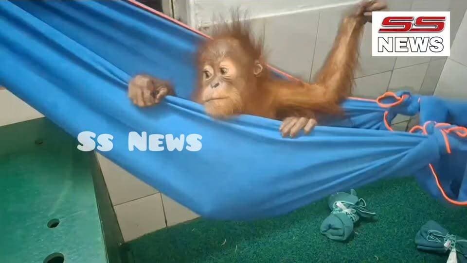 ବଣମଣିଶ ଖେଳୁଛି ଦୋଳି
#SSnews #Odisha #OdishaNews #trend #BreakingNews #orangutans #wildlife #WildlifeEncounter #animallover #Smuggling