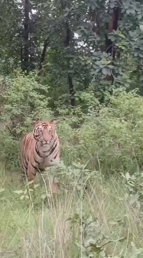 कटनी जिले के ग्राम कोयलारी रहवासी क्षेत्र में दिखा बाघ,ग्रामवासियों में दशहत...