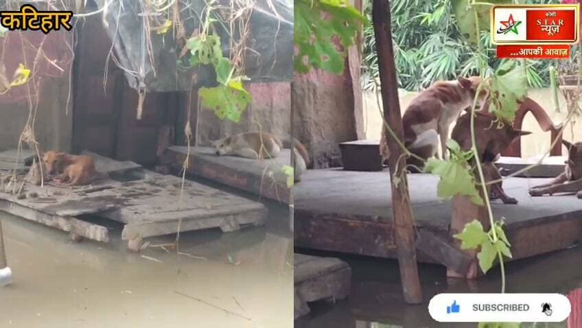 इंसान निकल गए, बेजुबान रह गए… बाढ़ में भूख और बेबसी में ये बेजुबान.. ये कैसे निकले ?