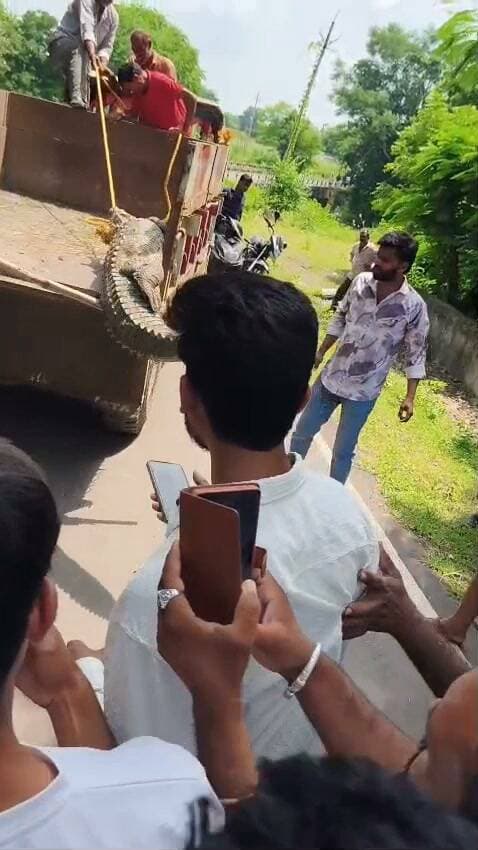 खेत में मक्का काटने पहुंचे किसानों के उड़े होश! दिखा 10 फीट लंबा मगरमच्छ, वन विभाग गरोठ की टीम ने कड़ी मशक्कत के बाद पकड़ा