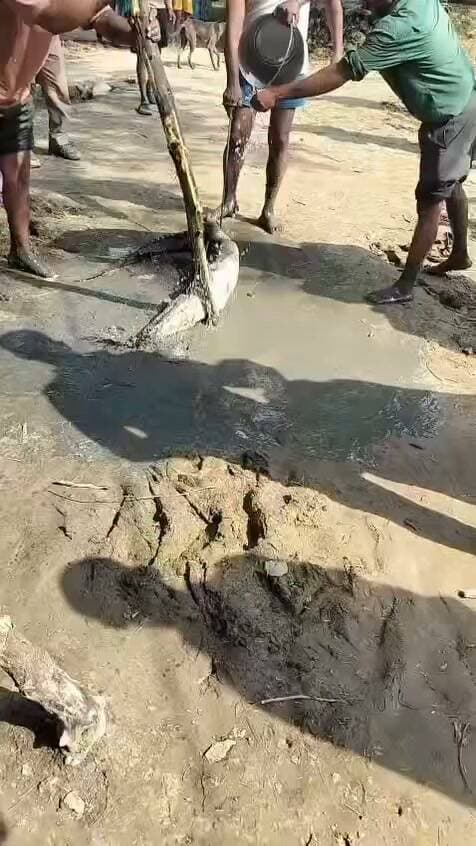 मुकुंदीपुरा के तालाब से 15 दिन बाद पकड़ा गया मगरमच्छ, वन विभाग ने किया सुरक्षित रेस्क्यू
आगरा के बाह क्षेत्र स्थित मुकुंदीपुरा गांव के तालाब से वन विभाग की रेस्क्यू टीम ने अभियान चलाकर एक मगरमच्छ को सुरक्षित पकड़ लिया। करीब 15 दिन पहले रात के समय तालाब में मगरमच्छ दिखने से ग्रामीणों में भारी दहशत का माहौल बना हुआ था।
सूचना के बाद से वन विभाग की टीम लगातार स्थिति की निगरानी कर रही थी। गुरुवार को चलाए गए सफल रेस्क्यू ऑपरेशन के बाद मगरमच्छ को सुरक्षित स्थान पर भेज दिया गया, जिसके बाद ग्रामीणों ने राहत की सांस ली और टीम की त्वरित कार्रवाई की सराहना की।
#BahAgra #CrocodileRescue #AgraNews #UPForestDepartment #Mukundipura #WildlifeRescue #UPNews #BreakingNews