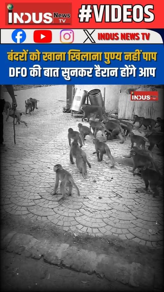 बंदरों को खाना खिलाना पुण्य नहीं पाप, DFO की बात सुनकर हैरान होंगे आप
#anuragbhatnagar #dfo #monkeys #wildlife #monkeyslife #harmful #NewsUpdate #LatestNews #BreakingNews #animals #animallover #animalrights #animalfacts #WildAnimalAttacks #Monkeyvideos #shorts #viralpost #viralreels #viral #viralreelsシ #reelsviralシ #reelsvideoシ #UPGovernment #YogiAdityanath #BJPGovernment #samajwadipartyofficial #AkhileshYadav #animalsattack #animalattackvideo #shortsvideos #shortsfeed #viralvideosFacebook