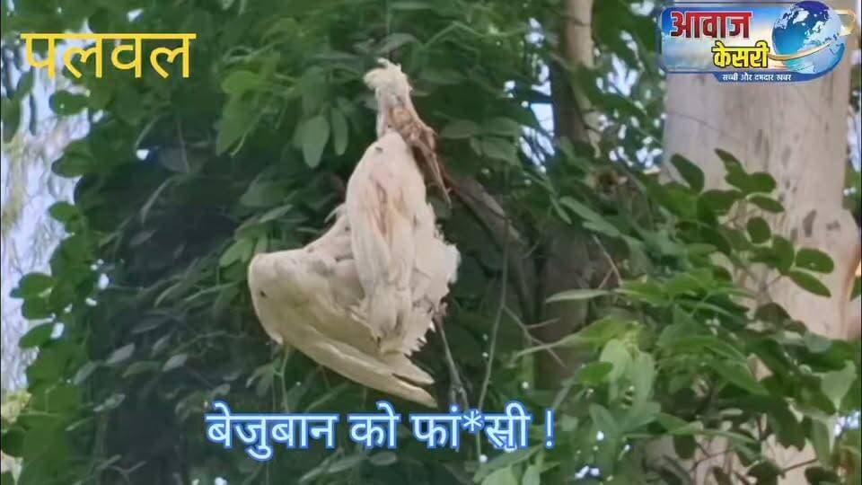 मौत अथवा हत्या: कौन है जिम्मेवार।
पलवल के जिला अस्पताल में एक बगुला फां*सी के फं*दे पर लटका हुआ मिला। देखिए पूरी रिपोर्ट :