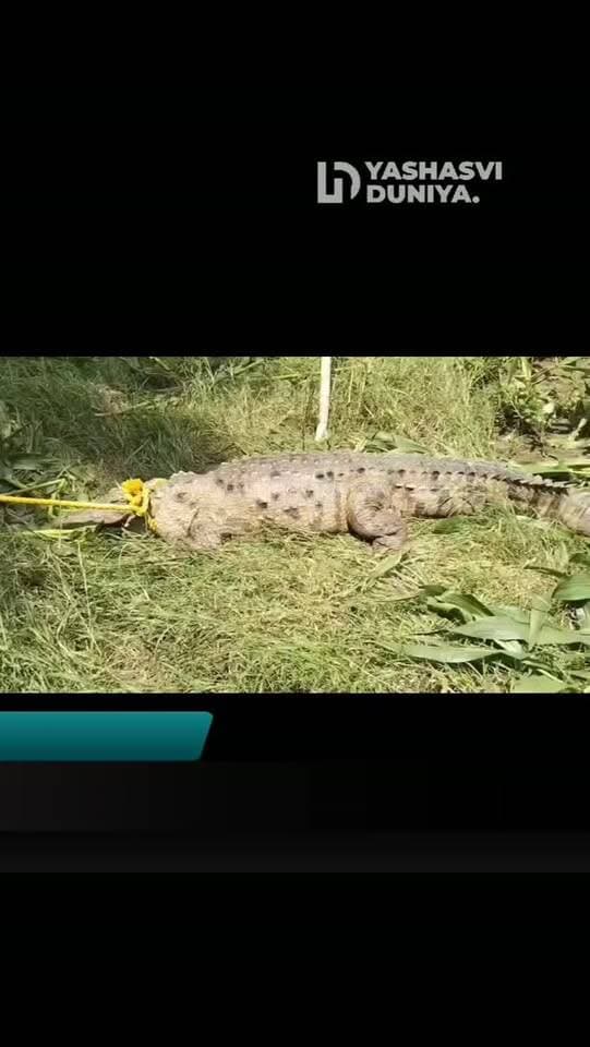 गरोठ: खेत में मक्का काटने पहुंचे किसानों के उड़े होश! दिखा करीब 10 फीट लंबा मगरमच्छ, वन विभाग की टीम ने कड़ी मशक्कत के बाद किया रेस्क्यू। 🐊
#गरोठ #मंदसौर #मगरमच्छ #यशस्वीदुनिया