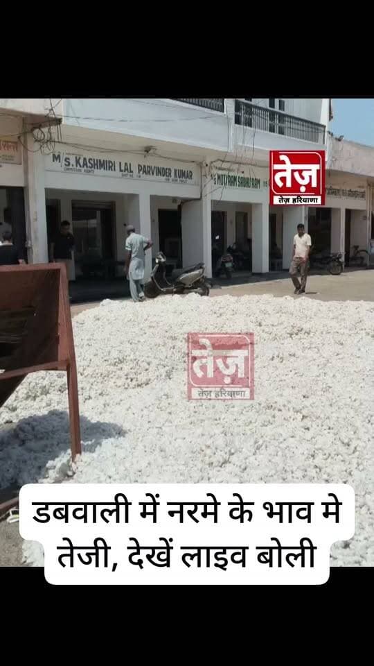 डबवाली से नरमे की live बोली, जानिए ताजा भाव