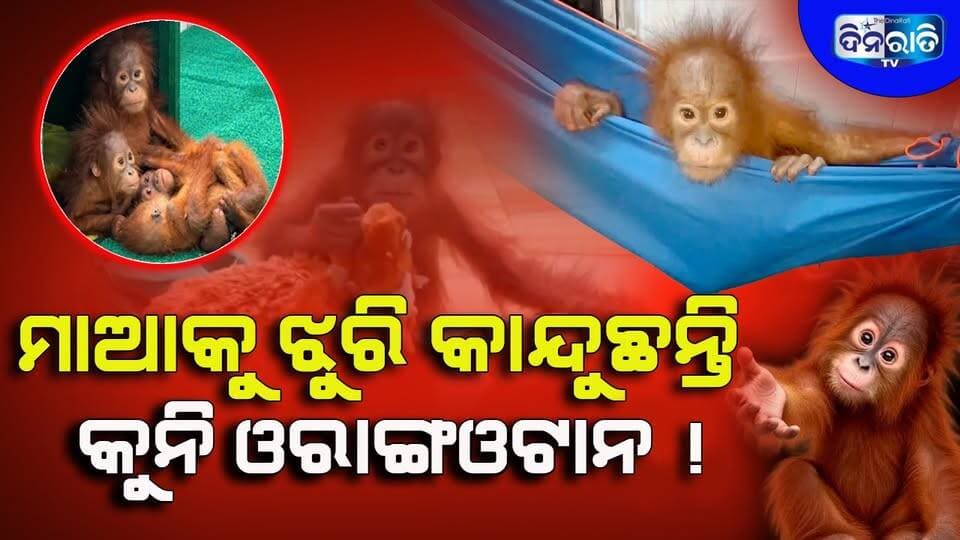 ମା କୋଳରୁ ଛଡ଼ାଇ ଆଣି କାରରେ ପୁରାଇ ବାଲେଶ୍ୱରରେ ଛାଡିଲା କିଏ ? #vairalvideo #newsheadlines #dinaratitv #balasore #newsupdates