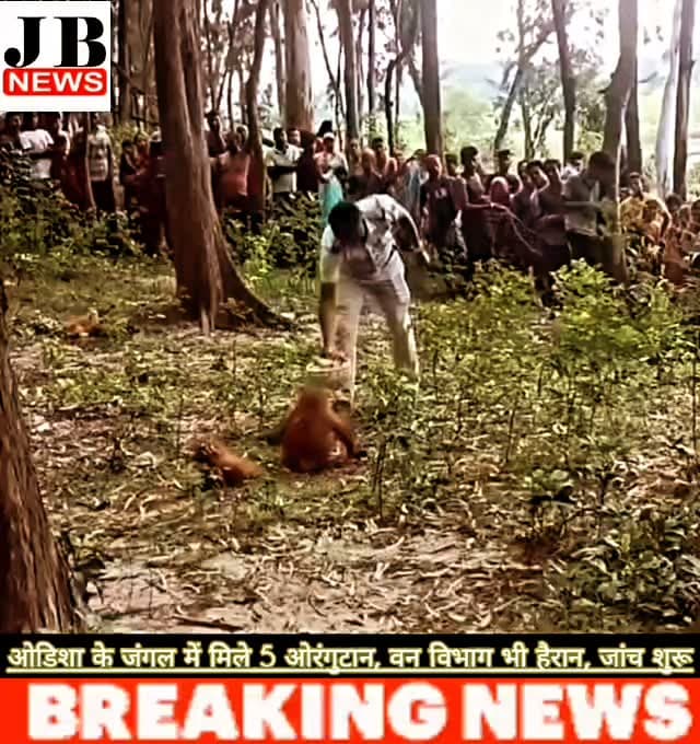ओडिशा के जंगल में मिले 5 ओरंगुटान, वन विभाग भी हैरान, जांच शुरू
बालासोर (ओडिशा)। ओडिशा के बालासोर जिले के भोगराई क्षेत्र के जंगलों में पांच ओरंगुटान मिलने की खबर ने वन विभाग और वन्यजीव प्रेमियों को हैरानी में डाल दिया है। बताया जा रहा है कि ओरंगुटान भारत के मूल निवासी नहीं हैं और सामान्यतः इंडोनेशिया के बोर्नियो तथा सुमात्रा के घने जंगलों में पाए जाते हैं।
वन विभाग को आशंका है कि इन ओरंगुटानों को अवैध रूप से भारत लाया गया हो सकता है और बाद में जंगल में छोड़ दिया गया। फिलहाल वन विभाग ने सभी पांच ओरंगुटानों को सुरक्षित रेस्क्यू कर लिया है और पूरे मामले की जांच जारी है।
सबसे बड़ा सवाल यह है कि दक्षिण-पूर्व एशिया के जंगलों में पाए जाने वाले ये दुर्लभ जीव ओडिशा के जंगलों तक आखिर कैसे पहुंचे? इस रहस्य से पर्दा उठाने के लिए वन विभाग और संबंधित एजेंसियां जांच में जुटी हुई हैं।
नोट: सोशल मीडिया पर वायरल इस खबर की आधिकारिक पुष्टि और जांच रिपोर्ट का �