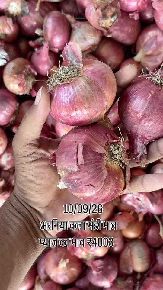 अरनिया कला मंडी भाव