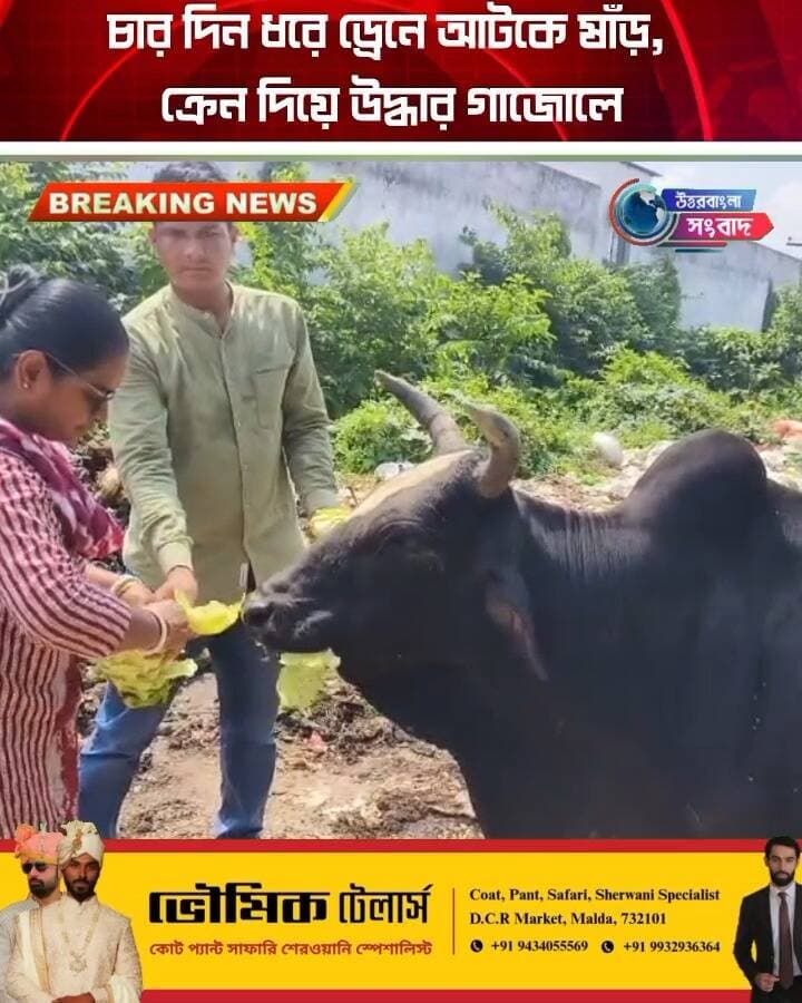 চার দিন ধরে ড্রেনে আটকে ষাঁড়, ক্রেন দিয়ে উদ্ধার গাজোলে
#BreakingNews
#malda
#gazole