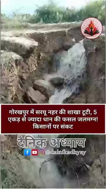 गोरखपुर में सरयू नहर की शाखा टूटी, 5 एकड़ से ज्यादा धान की फसल जलमग्न! किसानों पर संकट #gorakhpur