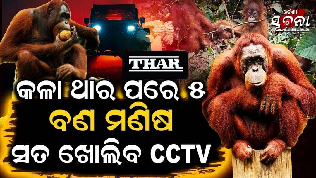 ରାତିରେ କଳା ଥାର, ସକାଳୁ ୫ ଓରାଙ୍ଗଉଟାନ୍! CCTV ଖୋଲିବ କି ବଡ଼ ରହସ୍ୟ? Odisha Suchana