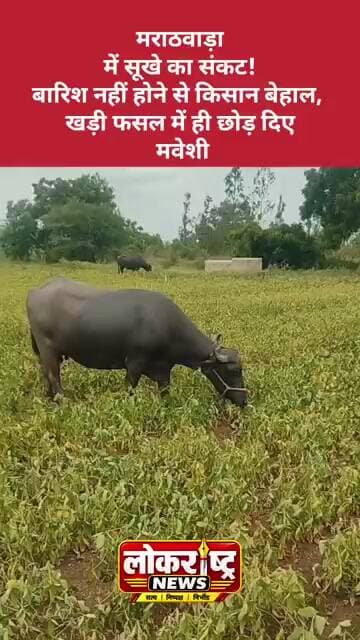 मराठवाड़ा में सूखे का संकट! बारिश नहीं होने से किसान बेहाल, खड़ी फसल में ही छोड़ दिए मवेशी